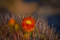 Beautiful Cactus growing in garden centre Royalty Free Stock Photo