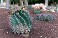 Beautiful Cactus growing outdoors in the garden.