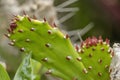 Beautiful cactus leave Royalty Free Stock Photo