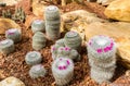 Beautiful cactus with little purple flower in rock garden, background and texture Royalty Free Stock Photo