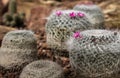 Beautiful cactus with little purple flower in rock garden, background and texture Royalty Free Stock Photo