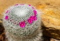 Beautiful cactus with little purple flower in rock garden, background and texture Royalty Free Stock Photo