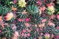 Beautiful cactus in market fair avalible for sale Royalty Free Stock Photo