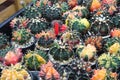 Beautiful cactus in market fair avalible for sale Royalty Free Stock Photo