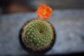 Beautiful Cactus with one orange flower