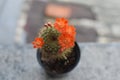 Beautiful Cactus with orange flowers