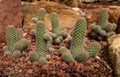 Beautiful cactus with phallic shape in rocky garden