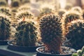 Beautiful cactus plant at sunries Royalty Free Stock Photo