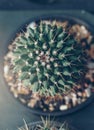 Beautiful cactus plant at sunries Royalty Free Stock Photo