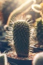 Beautiful cactus plant at sunries Royalty Free Stock Photo