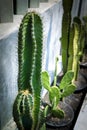 Beautiful cactus planting outside of home