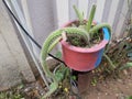 Beautiful cactus plants growing nicely in an urban environment