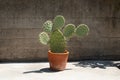 Beautiful cactus in pot against concrete wall