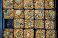 A beautiful cactus in pot at Farming. small spines on desert plant. Top view the group of succulent plant Royalty Free Stock Photo