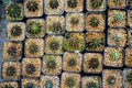 A beautiful cactus in pot at Farming. small spines on desert plant. Top view the group of succulent plant Royalty Free Stock Photo
