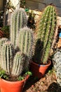 Beautiful Cactus pots Royalty Free Stock Photo