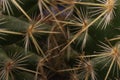 Beautiful cactus with skewered spines to fend off predators self-defense protection