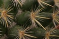 beautiful cactus with skewered spines to fend off predators self-defense protection