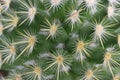 Beautiful cactus with skewered spines to fend off predators self-defense protection