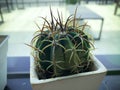 Beautiful cactus small
