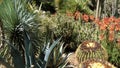 Beautiful cactus succulent garden. Asparagaceae family, grown in arid climates.