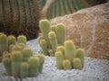 The beautiful cactus trees in the stone garden