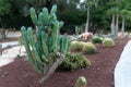 Beautiful cactuses growing outdoors in the garden.