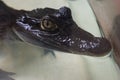 Beautiful caiman crocodile