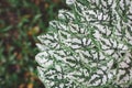 Beautiful Caladium bicolor close up