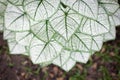 Beautiful Caladium bicolor close up