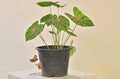 Beautiful Caladium bicolor leaves