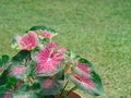 Beautiful caladium bicolor or Queen of the leafy plants in garden