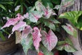 Beautiful Caladium leaves