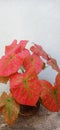 Beautiful Caladium red green spider