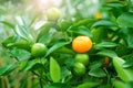 Beautiful calamondin citrus tree