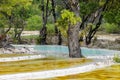 The beautiful calcified landscape in forest in Baishui Platform in DiQing prefecture