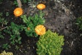 Beautiful calendula blooming in english cottage garden. Close up of orange marigold flower. Floral wallpaper. Homestead lifestyle Royalty Free Stock Photo