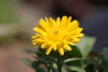 Beautiful calendula flower in garden