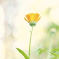 Beautiful calendula