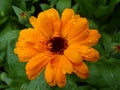 Beautiful calendula flower with drops of water or dew.