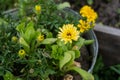 Beautiful Calendula in the garden. Orange calendula flowers. The beautiful orange marigold flower. Royalty Free Stock Photo