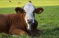 a beautiful calf resting on the green meadow in the Bavarian village Birkach in Germany