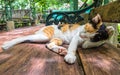 Beautiful Calico Cat cleaning itself in strange position.