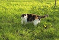 Beautiful fluffy calico cat in green grass