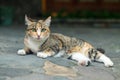 Beautiful Calico Cat Lie Down Royalty Free Stock Photo