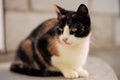 Beautiful calico cat lying on the floor, Maneki Neko tricolor kitty