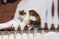 Beautiful calico cat walking on snowy roof of the house Kitty sitting on the roof top on a sunny christmas day Royalty Free Stock Photo