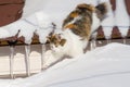 Beautiful calico cat walking on snowy roof of the house Kitty steps on the roof top on a sunny frosty christmas day