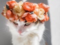 Beautiful Calico Cat with a wreath on his head. Cute angry kittty sits in flowers diadem on her head sits in the sun and