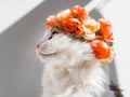 Beautiful Calico Cat with a wreath on his head. Cute kitty in a flowers diadem on her head sits in the sun and looks